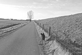 White Dog on road