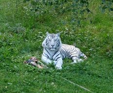 white tiger lies on green grass