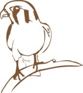 Bird Falcon drawing
