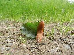 orange snail without a shell in the forest