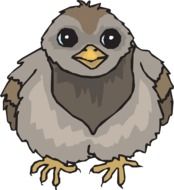 Baby Bird Pigeon drawing