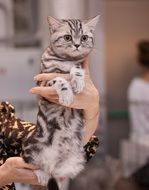 gray kitten in woman's hand