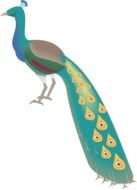 peacock drawing on white background