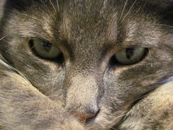 tiger cat with green eyes close-up