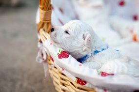 white puppy in a basket