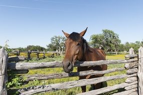 photo of brown horse behind a wooden fence