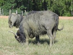 grazing water african buffalo