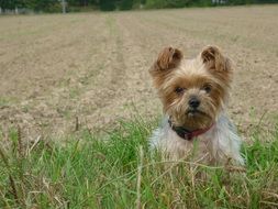 sweet Yorkshire Terrier on the field