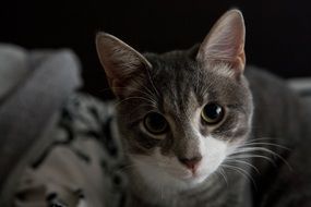 charming kitten close up