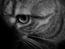 black white photo of a cat close up