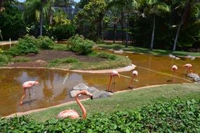 Flamingo Bird in the beautiful Zoo