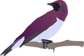 Purple Bird on branch, drawing