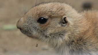 stunningly beautiful Prairie Dog