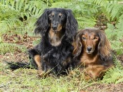 Dachshunds Pets