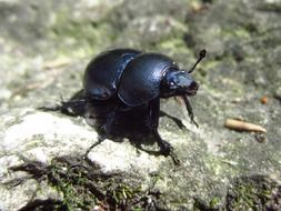 black big beetle close up
