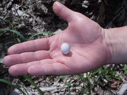 small Egg in hand