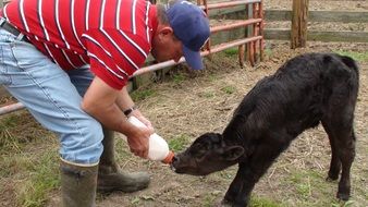 man feeding calf