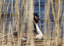 wild waterBird in the nature