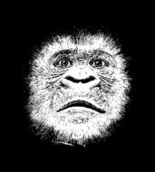 gorilla face, black and white