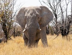 wild elephant among the dry grass in African national park