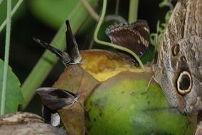 beautiful butterfly on a mango