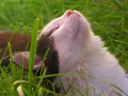 Cute black and white kitten in green grass