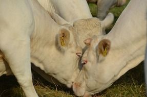 Albino Cow flock