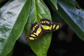 brown and lime butterfly with green spots on a green leaf