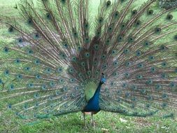 peacock with an open tail on the grass