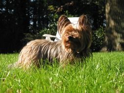 Small Dog walking on a grass