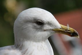 white bird head profile