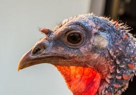 scary turkey head