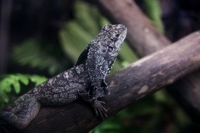 gray lizard camouflages in thickets