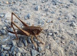 Cricket insect in the wildlife