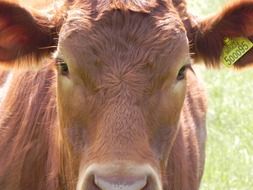 portrait of a brown cow in the sun