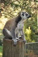 lemur sitting on stump