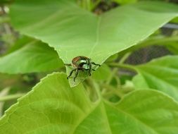 Sunflower on green leaf
