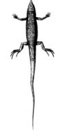 Black and white drawn lizard at white background
