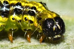 green caterpillar on the surface close-up