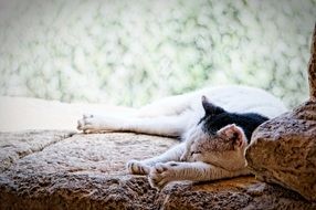 cat sleeping in monastery