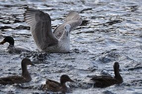 gull and ducks in water