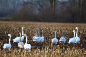 wild whooper swans in late autumn