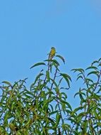 wild Golden Oriole bird sits on the almond tree