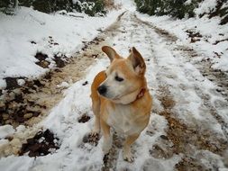 small red Dog on snowy road
