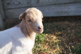 Goat Kid at Farm portrait