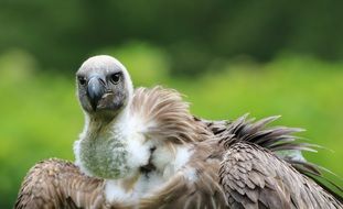 vulture on green blurred background