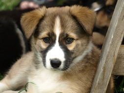 portrait of puppy or young dog