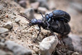 mating beetles close up