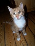 red and white domestic cat