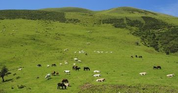 sheep horses and cows graze in the meadow